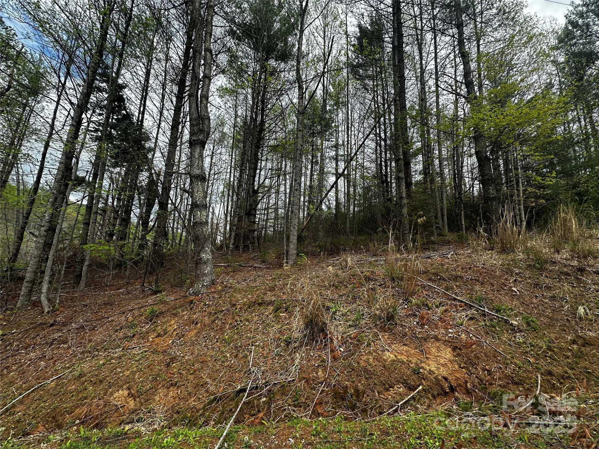 00 Ashland mountain Road - Photo 11