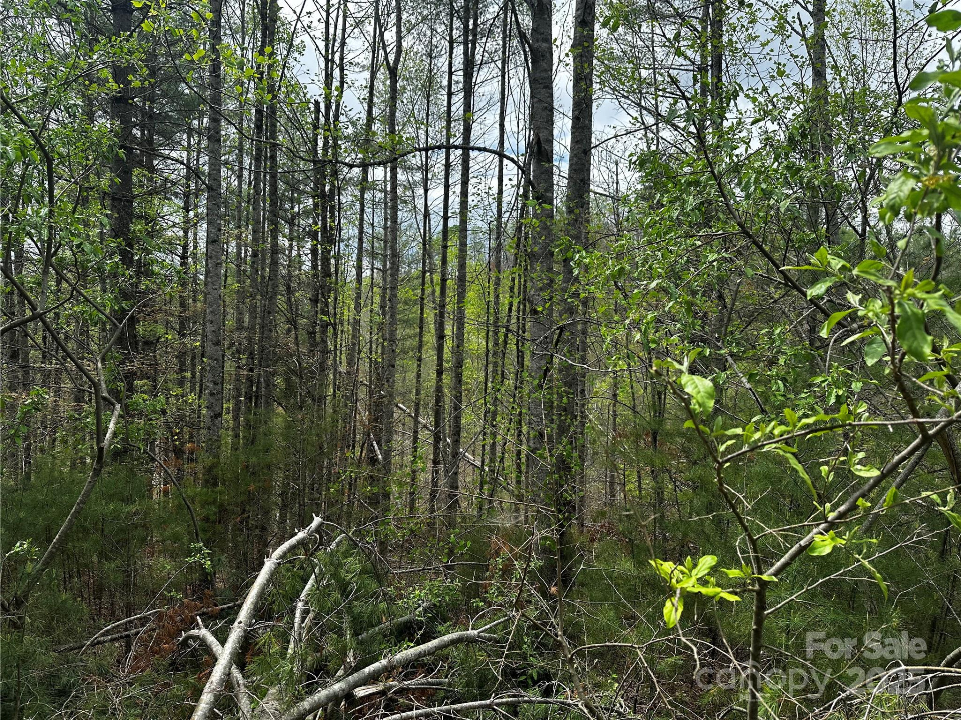 00 Ashland mountain Road - Photo 5