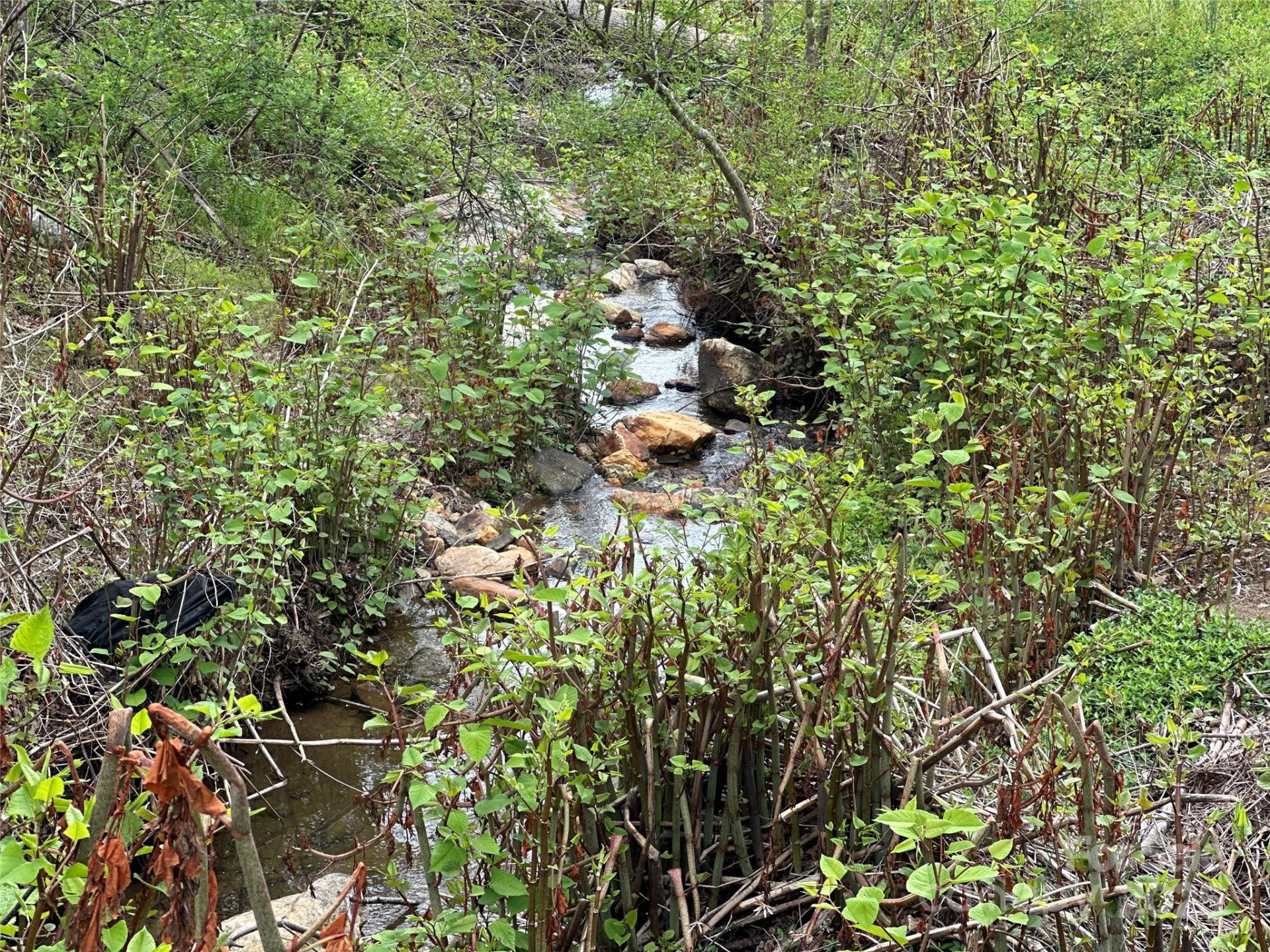 00 Ashland mountain Road - Photo 8