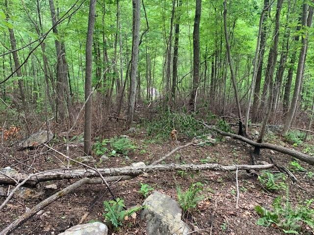 42.16 ACS GREEN RIVER COVE Road #42.162 AC. - Photo 12