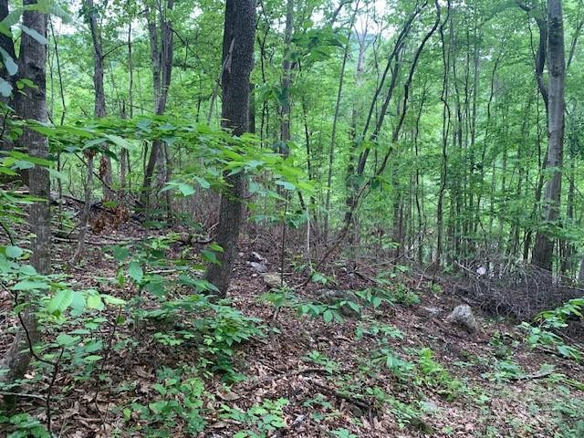 42.16 ACS GREEN RIVER COVE Road #42.162 AC. - Photo 13