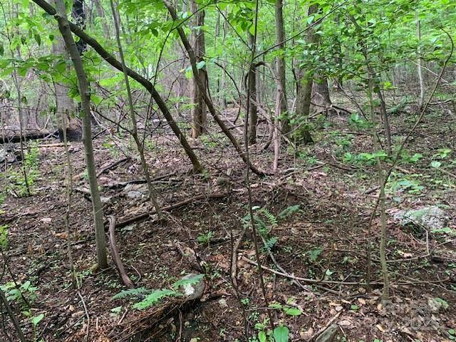 42.16 ACS GREEN RIVER COVE Road #42.162 AC. - Photo 16