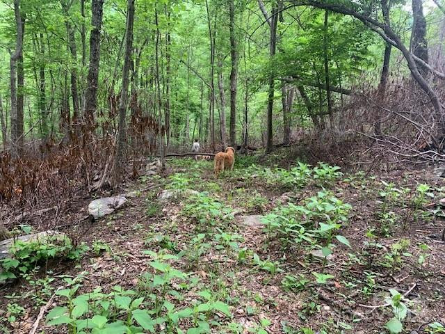 42.16 ACS GREEN RIVER COVE Road #42.162 AC. - Photo 21