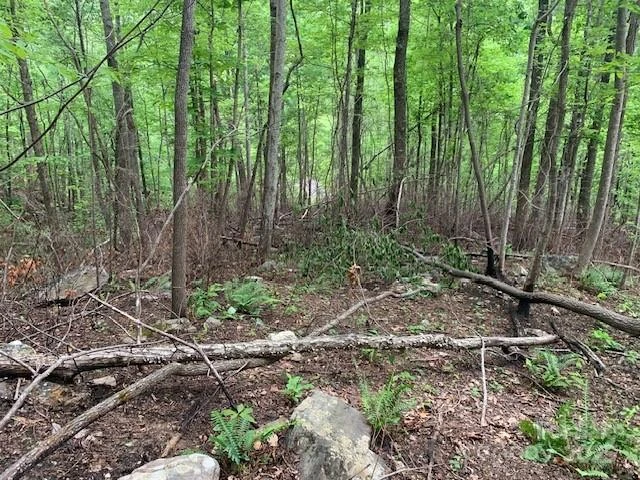 42.16 ACS GREEN RIVER COVE Road #42.162 AC. - Photo 23
