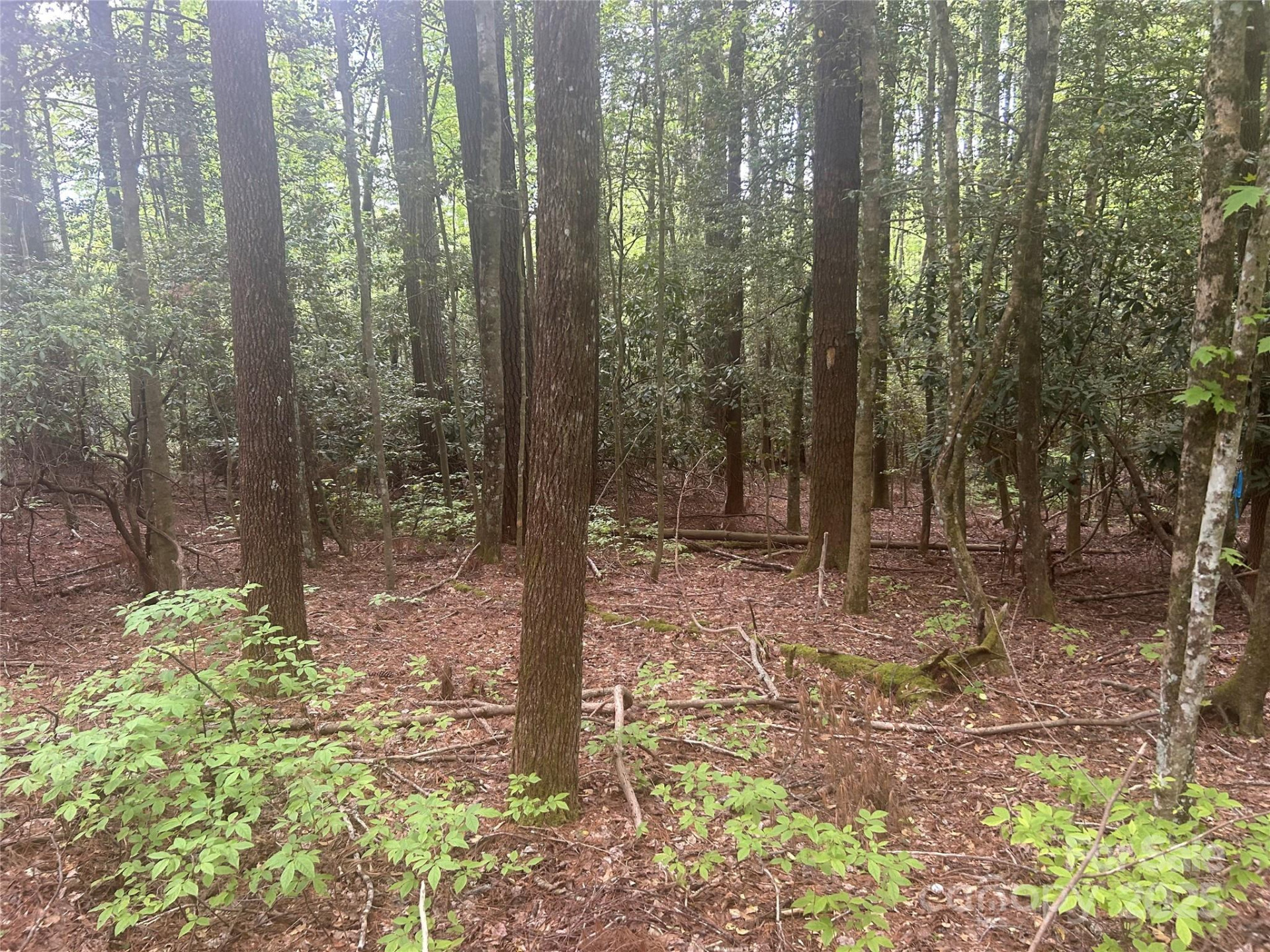 TBD Upper Whitewater Road - Photo 3