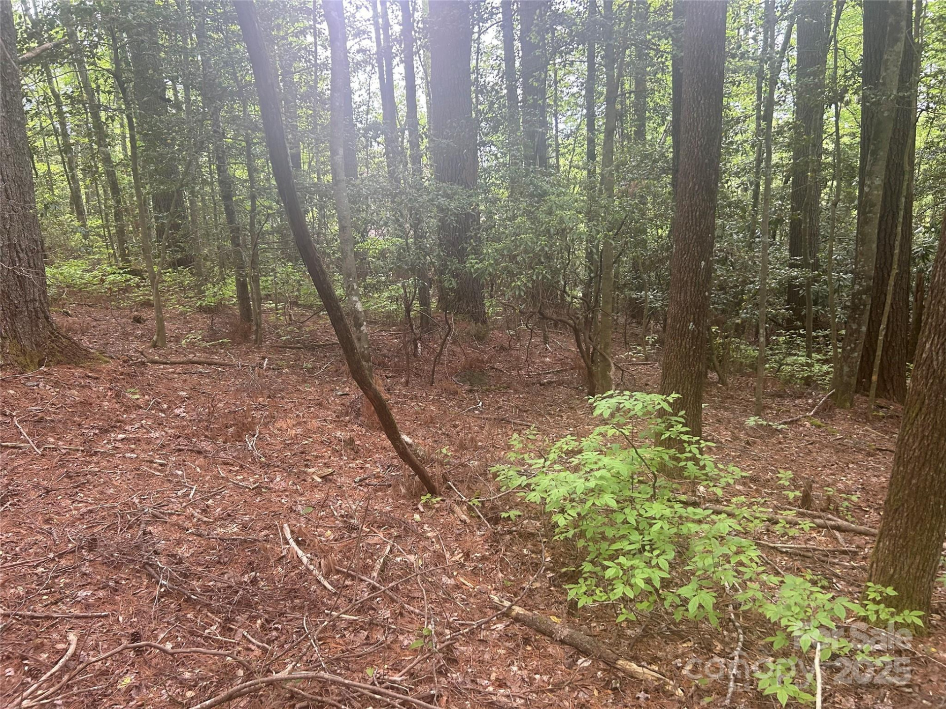 TBD Upper Whitewater Road - Photo 4