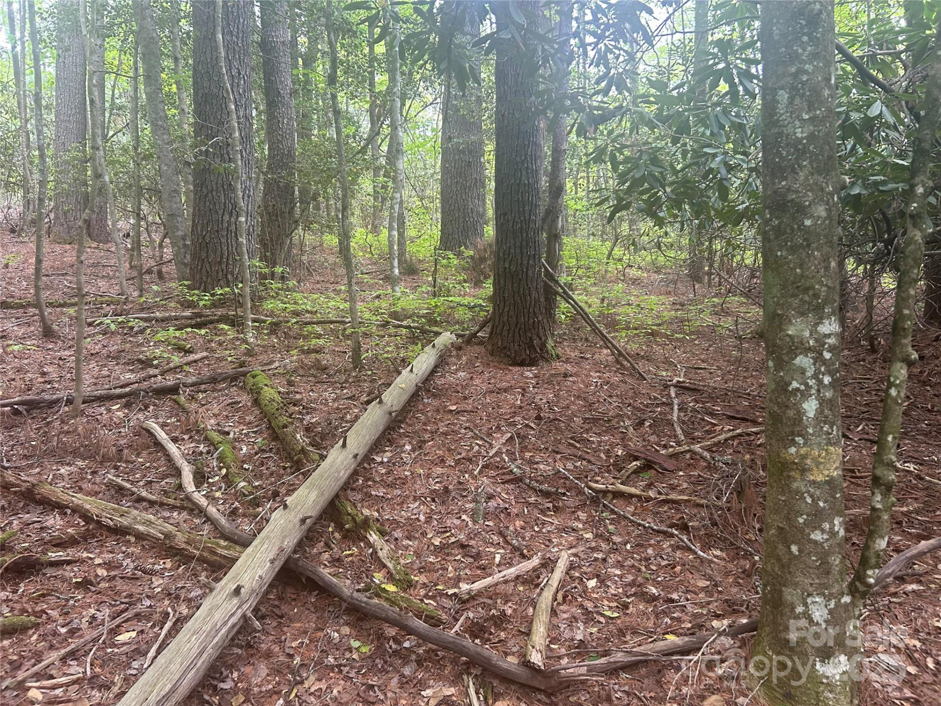 TBD Upper Whitewater Road - Photo 6