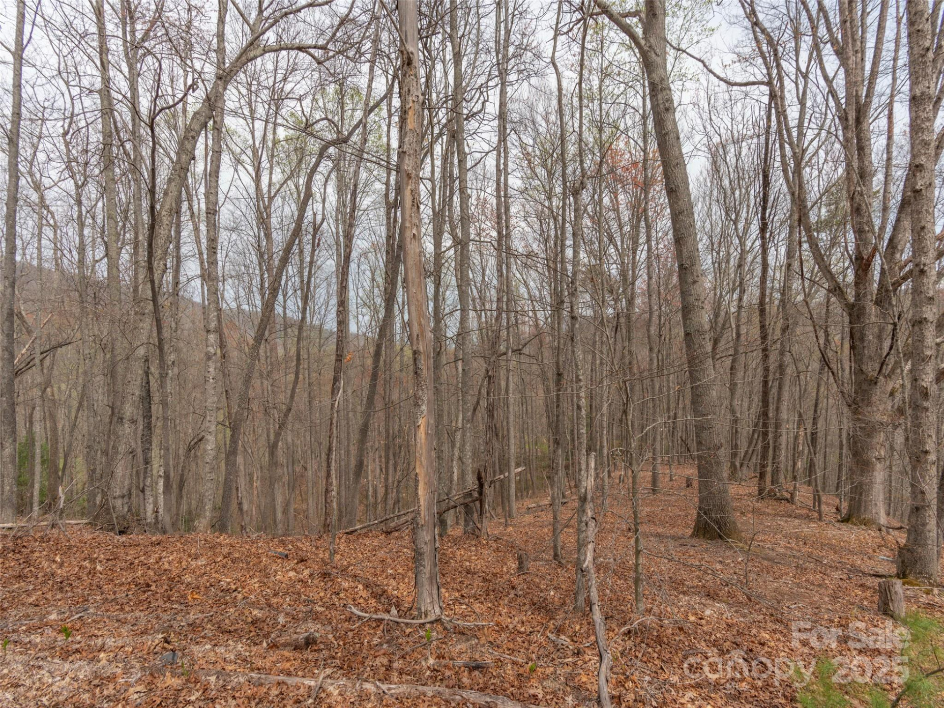 00 Michele Lane #4 - Photo 2