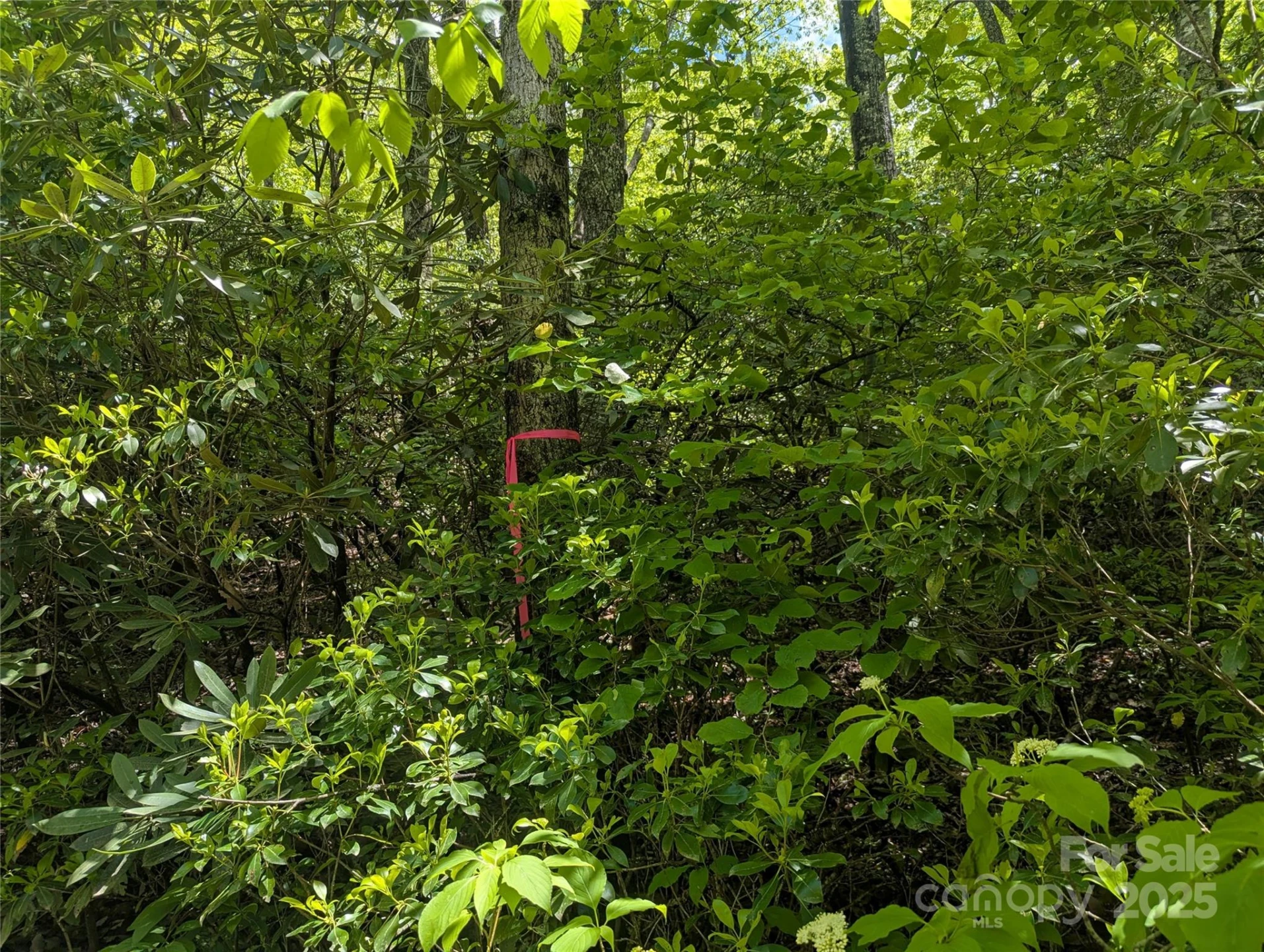 99999 Prospectors Trail - Photo 2