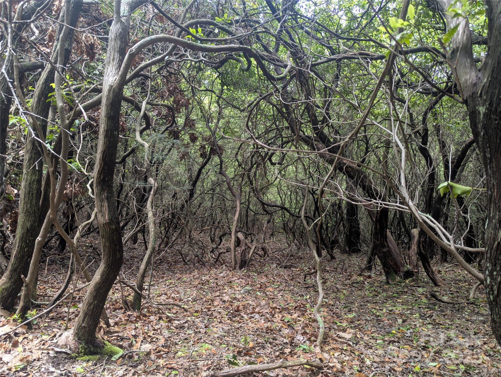 99999 Prospectors Trail - Photo 3