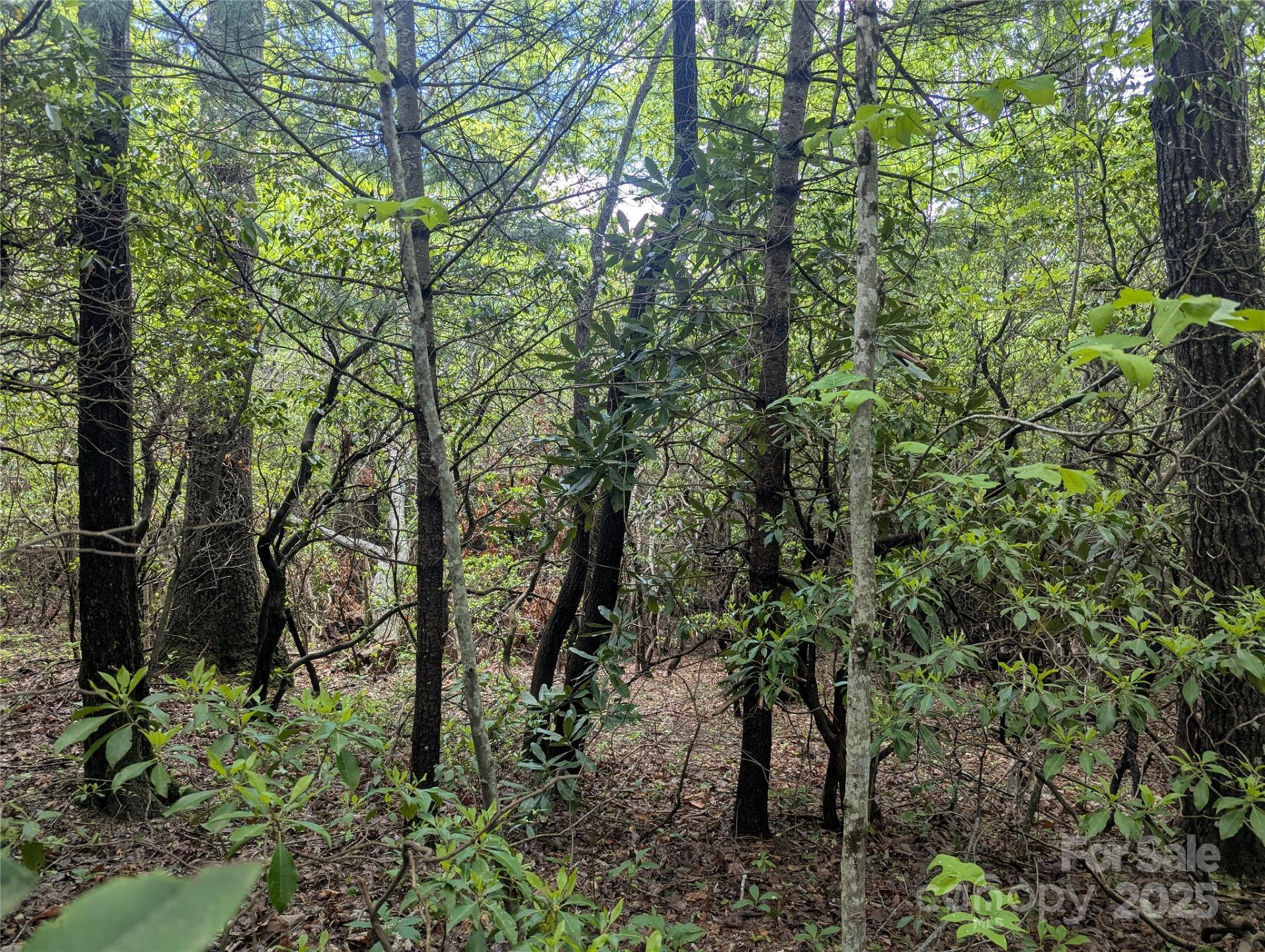 99999 Prospectors Trail - Photo 4