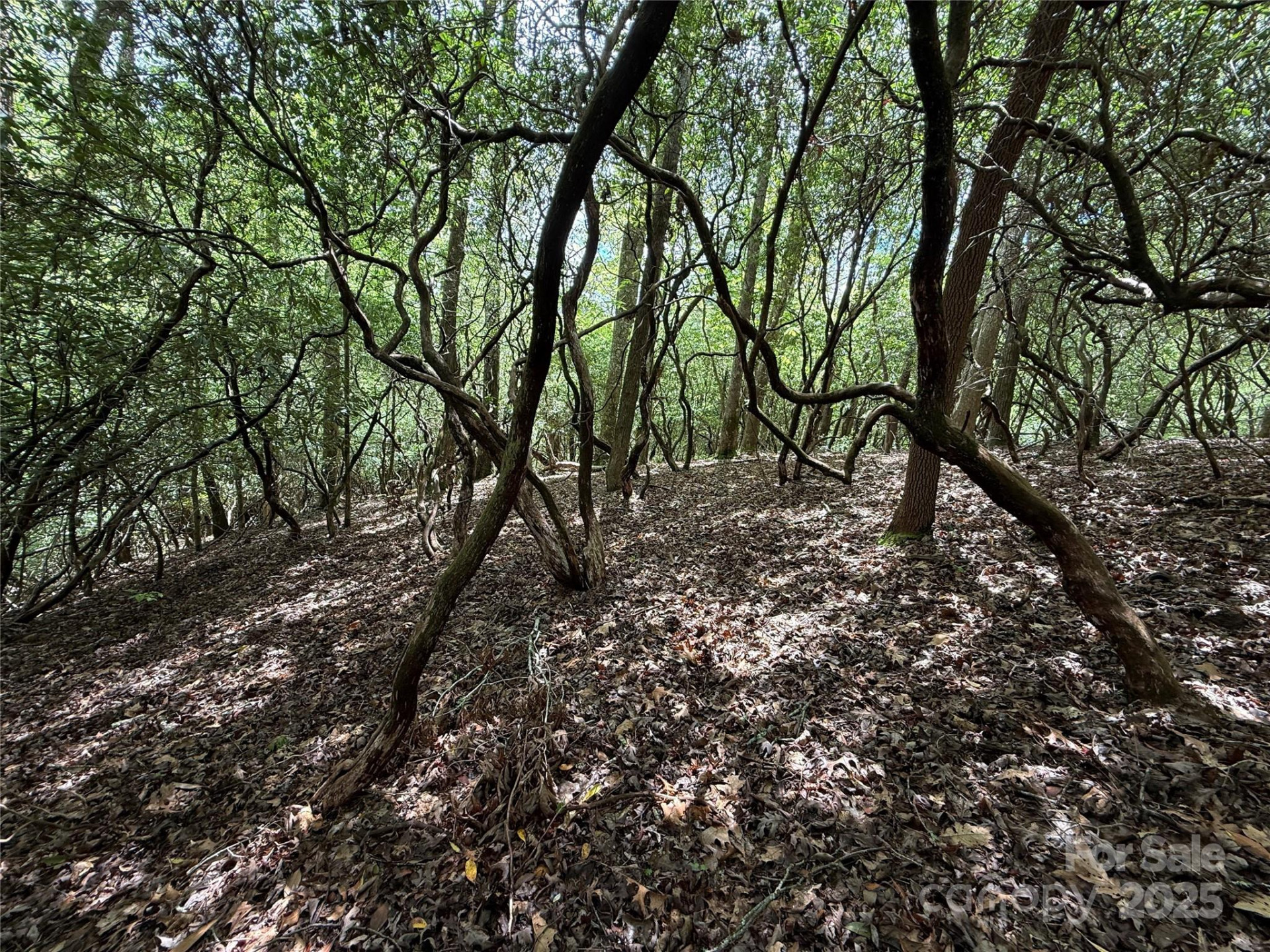 TBD Tellico Trail #42/22 - Photo 6