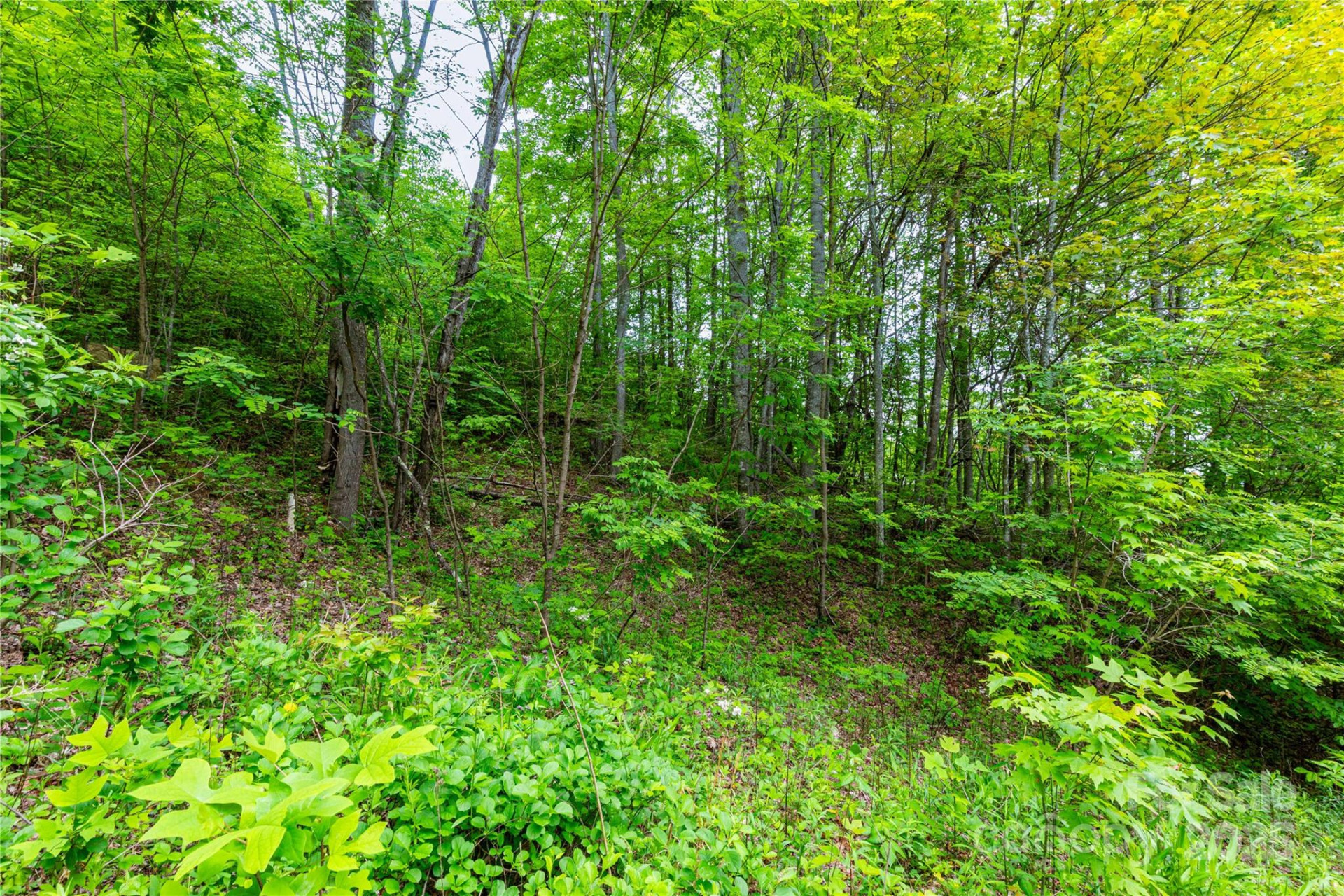 129 Mount Soma Boulevard - Photo 8