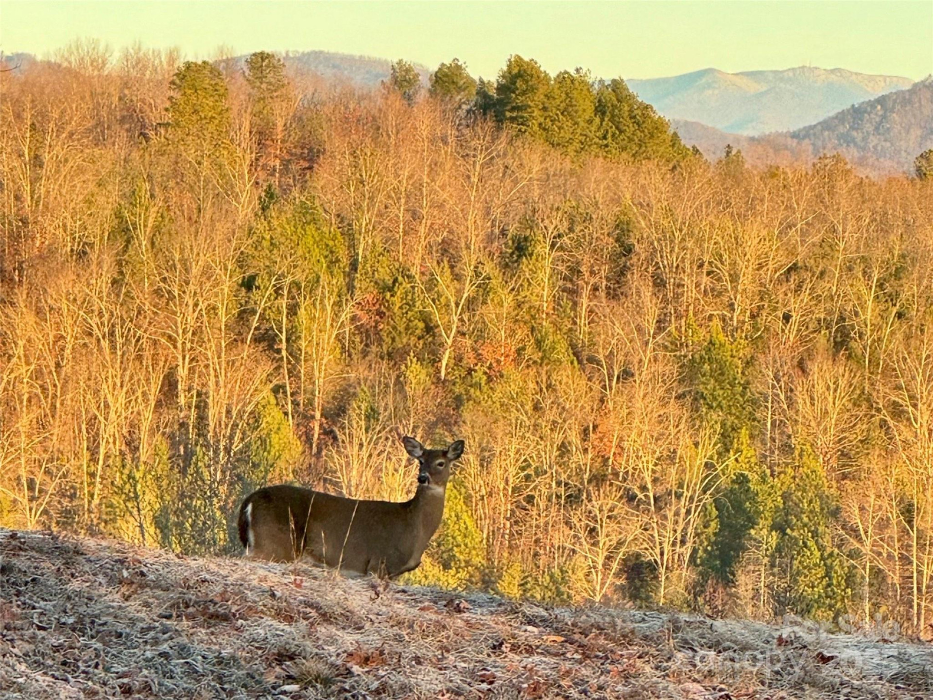 0 Cross Creek Trail #12 - Photo 8