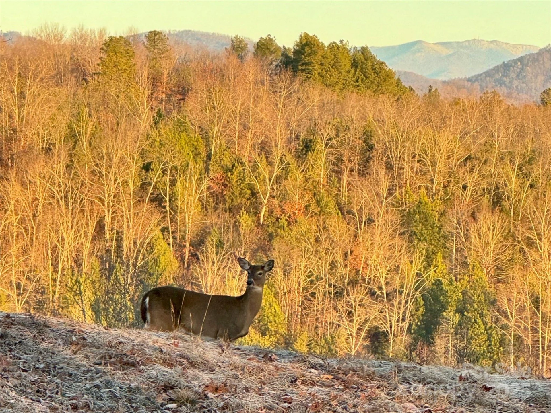 0 Cross Creek Trail #12 - Photo 8
