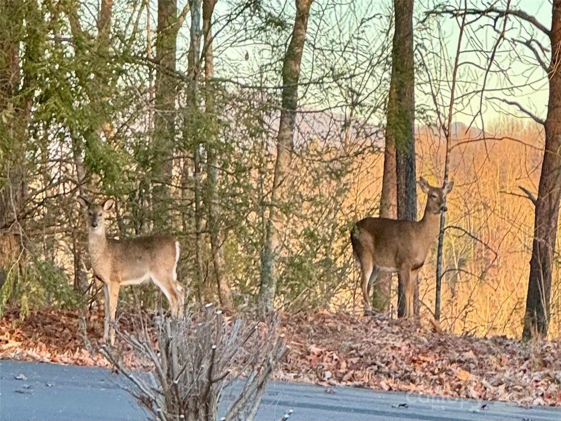 0 Cross Creek Trail #12 - Photo 9