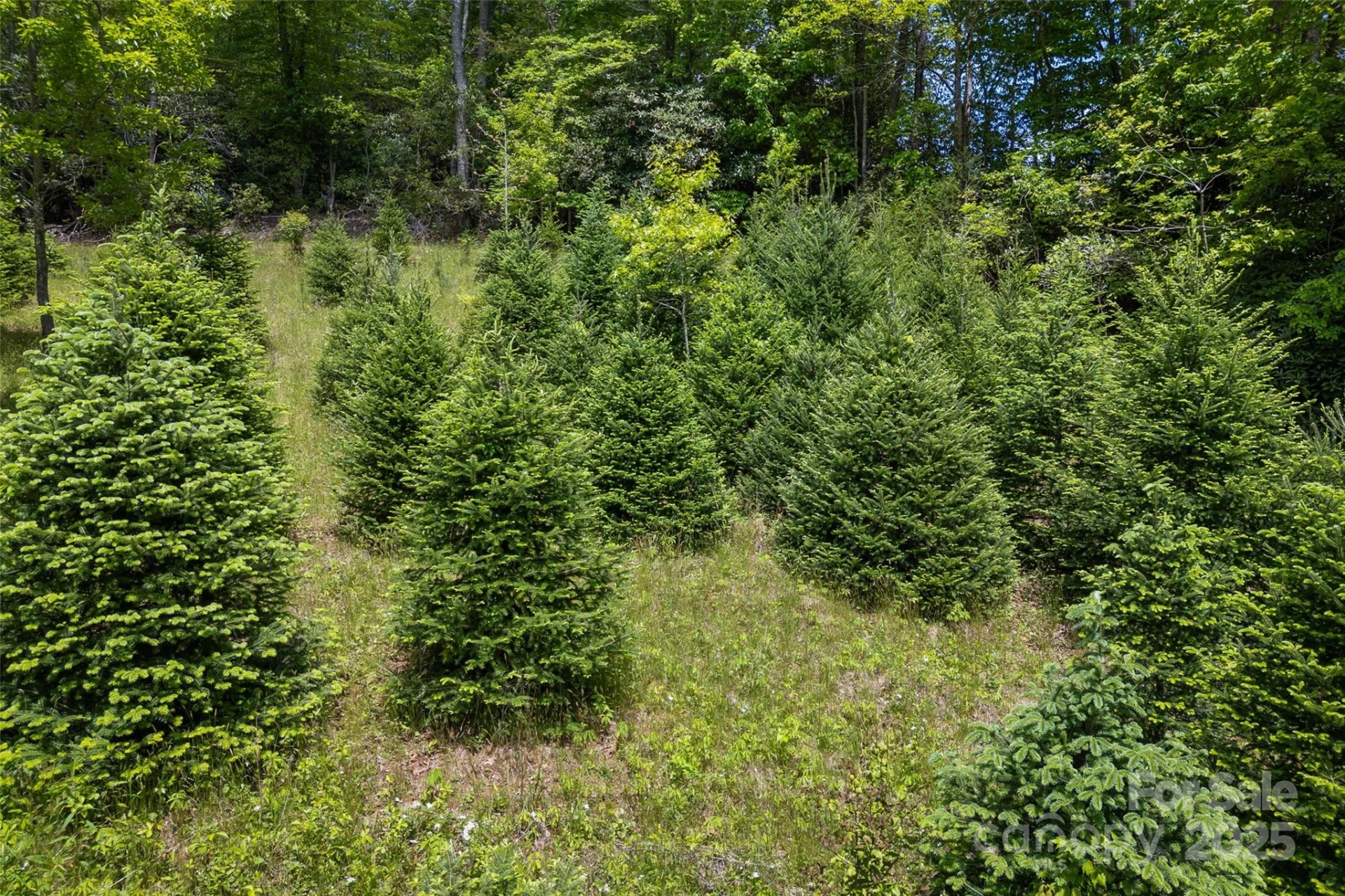 1557 Shoal Creek Road - Photo 23