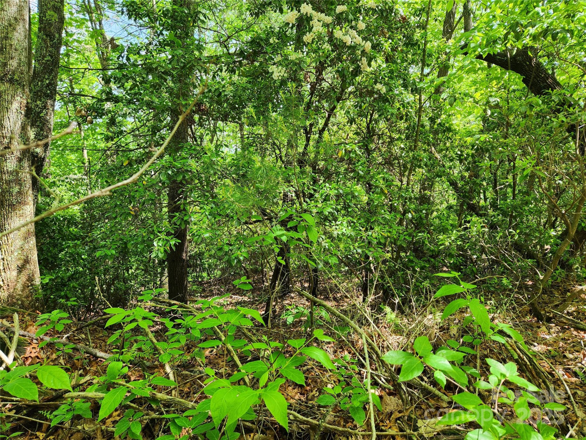 000 Boone Top None - Photo 3