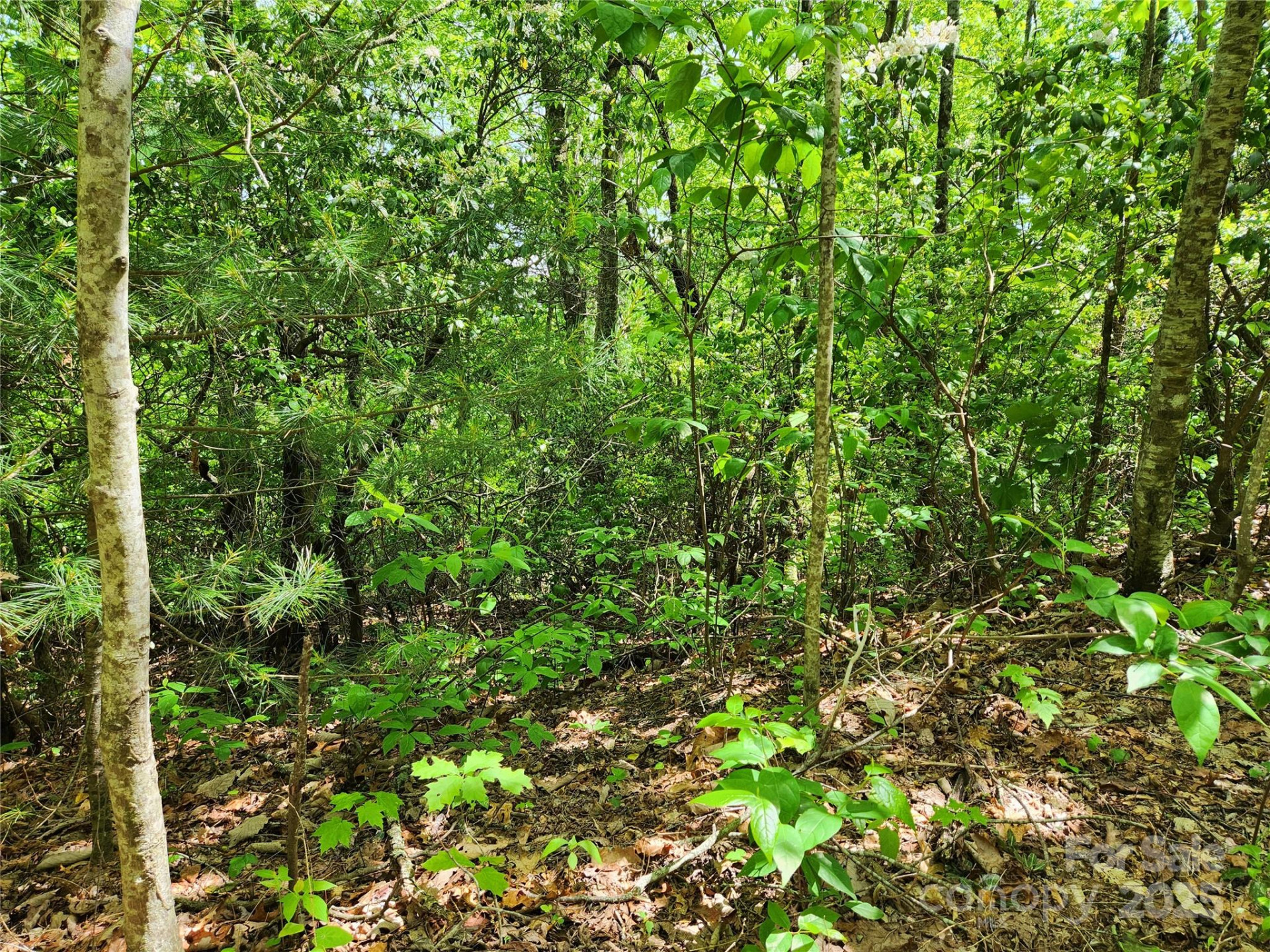 000 Boone Top None - Photo 4