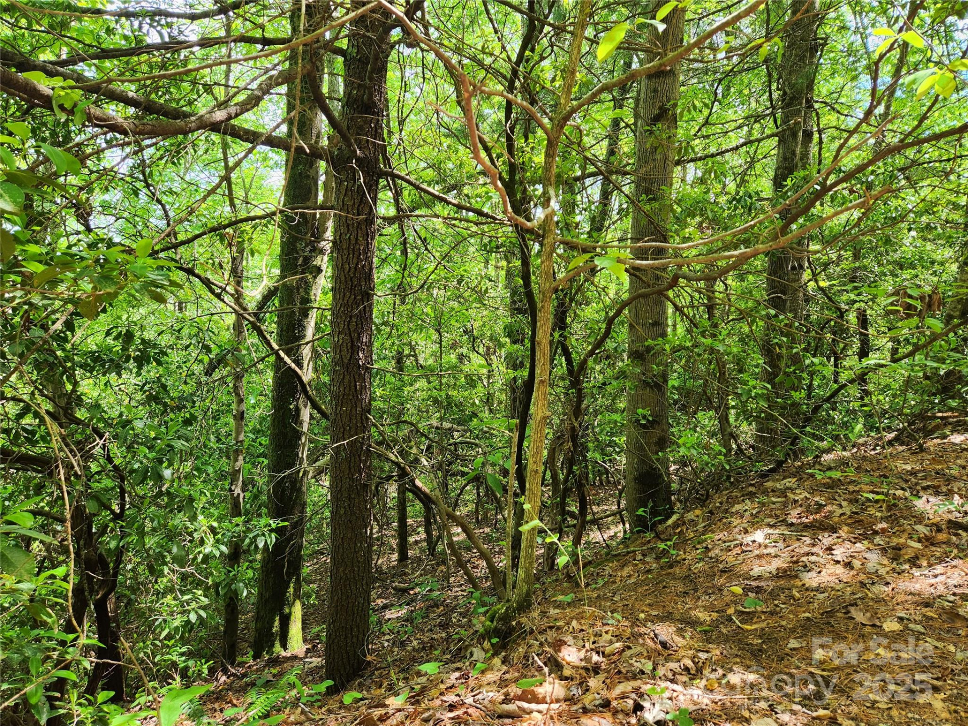 000 Boone Top None - Photo 6