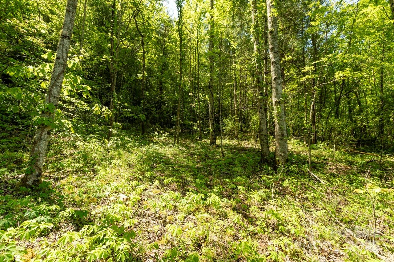 Off of Locust Creek Road - Photo 3