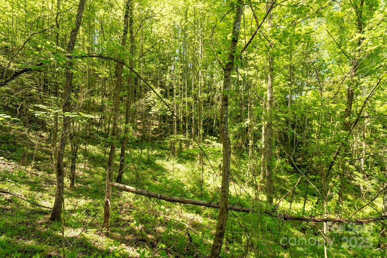 Off of Locust Creek Road - Photo 10