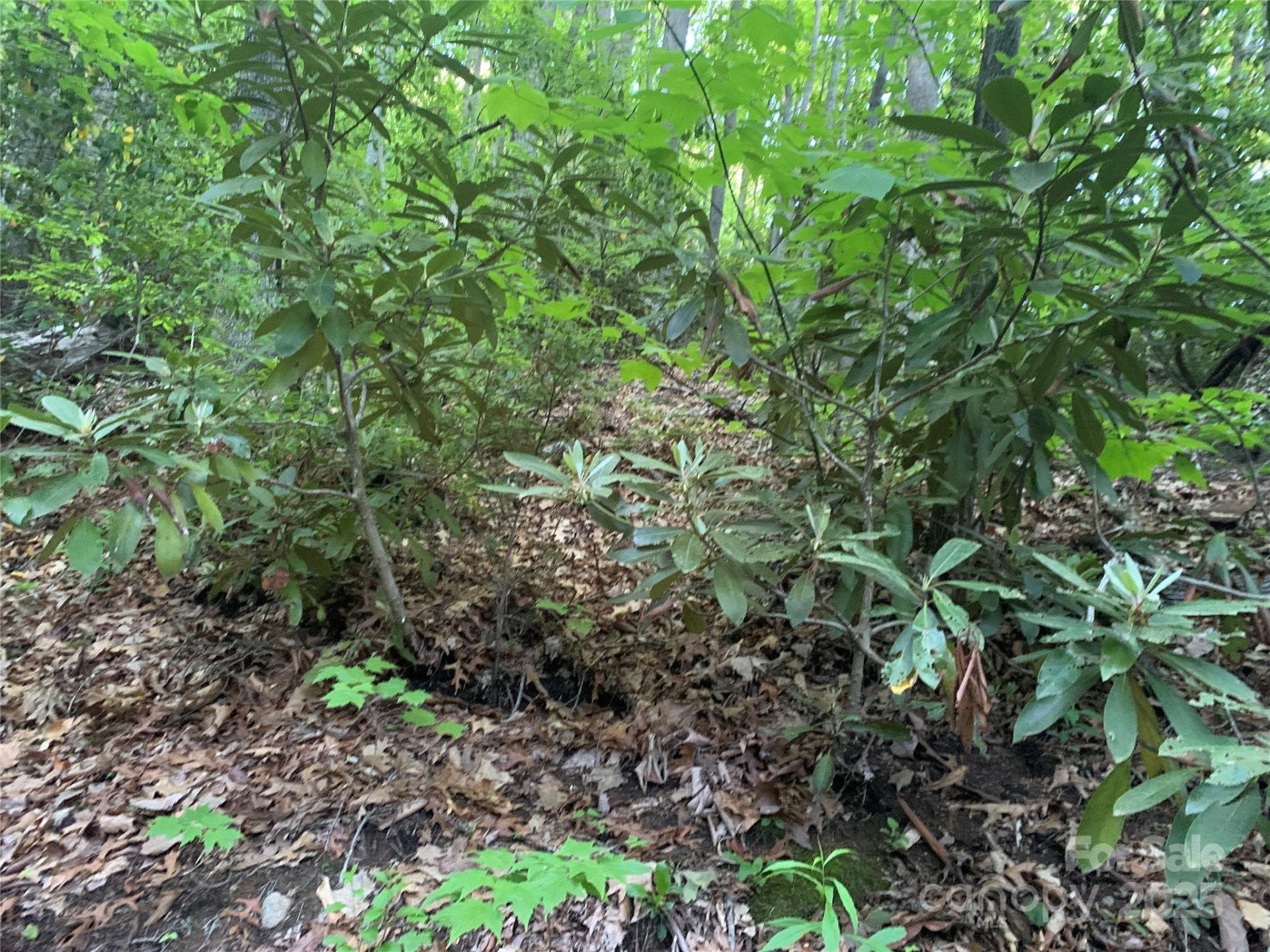 5 Friar Tuck Lane #5 - Photo 5