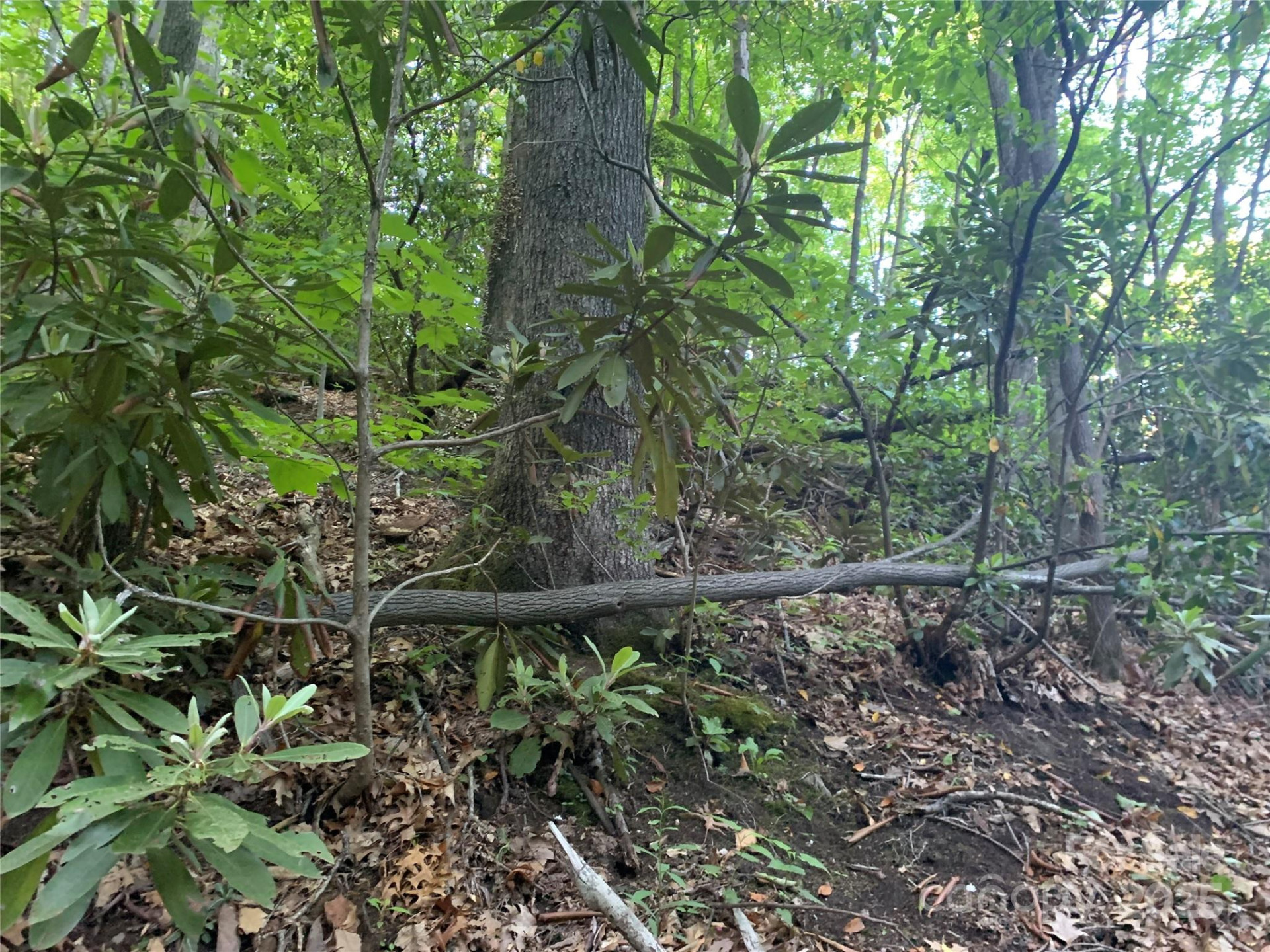 5 Friar Tuck Lane #5 - Photo 6