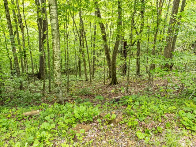 65 Bee Tree Lane, Mars Hill, NC, 28754
