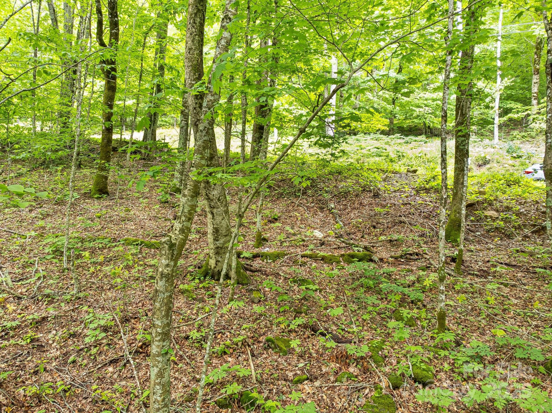 65 Bee Tree Lane - Photo 2