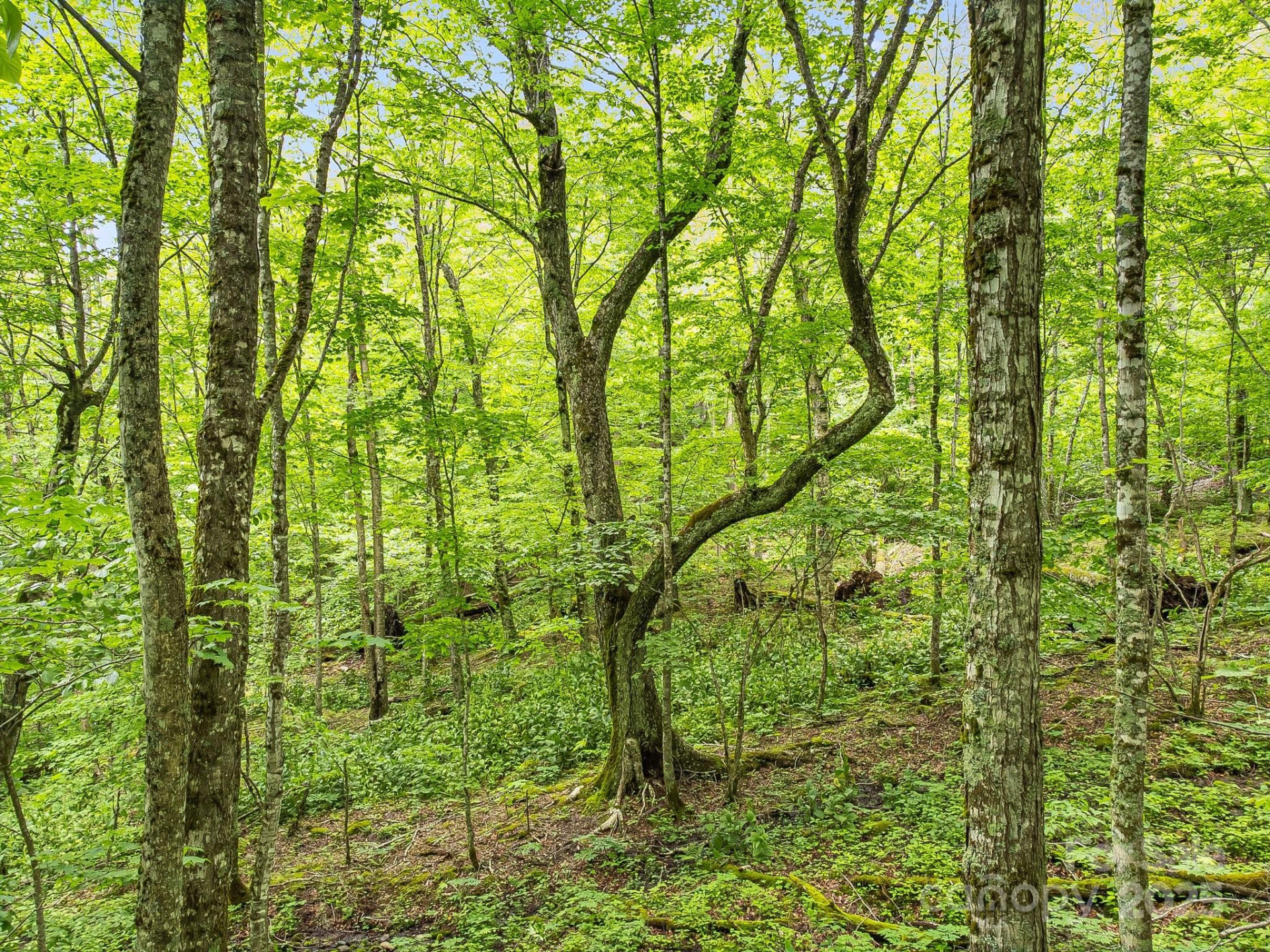 65 Bee Tree Lane - Photo 3