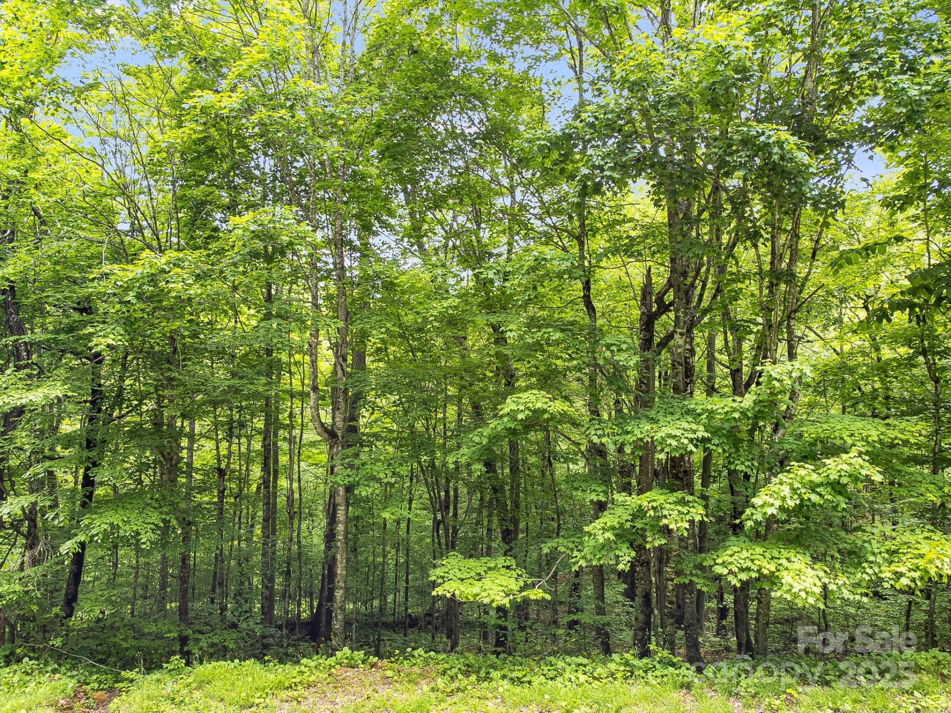 65 Bee Tree Lane - Photo 9