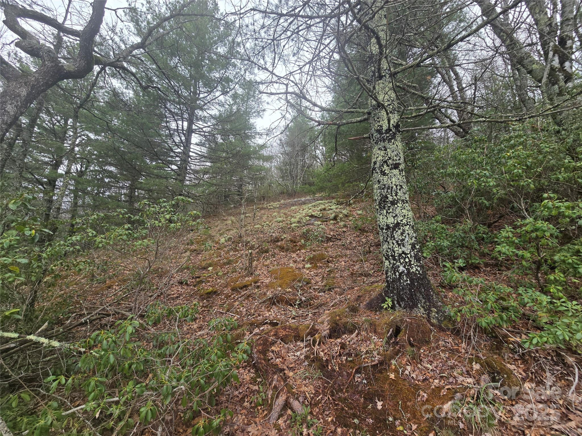 Lot 15 Shirley Pressley Road #15 - Photo 11