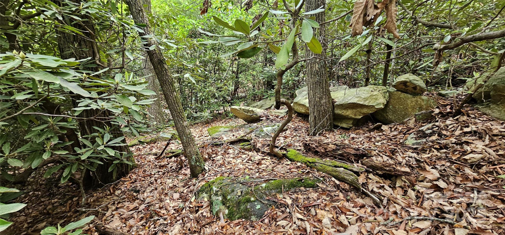 TBD Ridge Cove Drive #54 & 55 - Photo 12