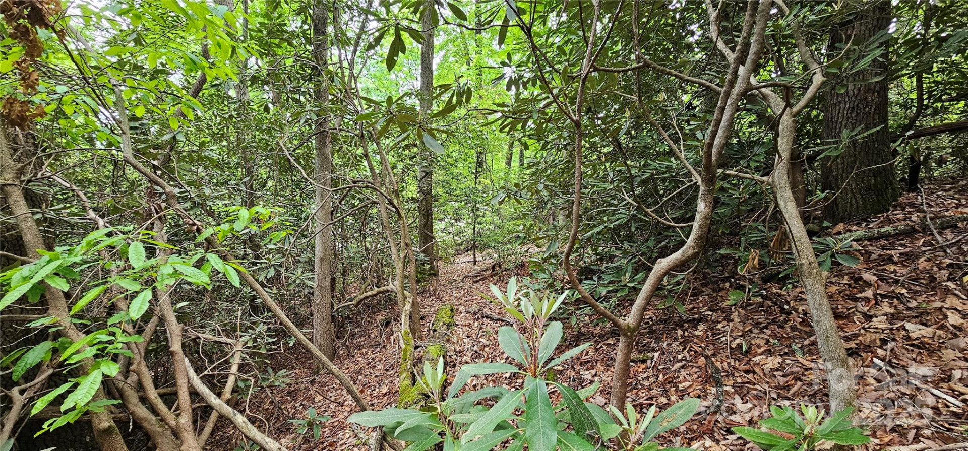 TBD Ridge Cove Drive #54 & 55 - Photo 14