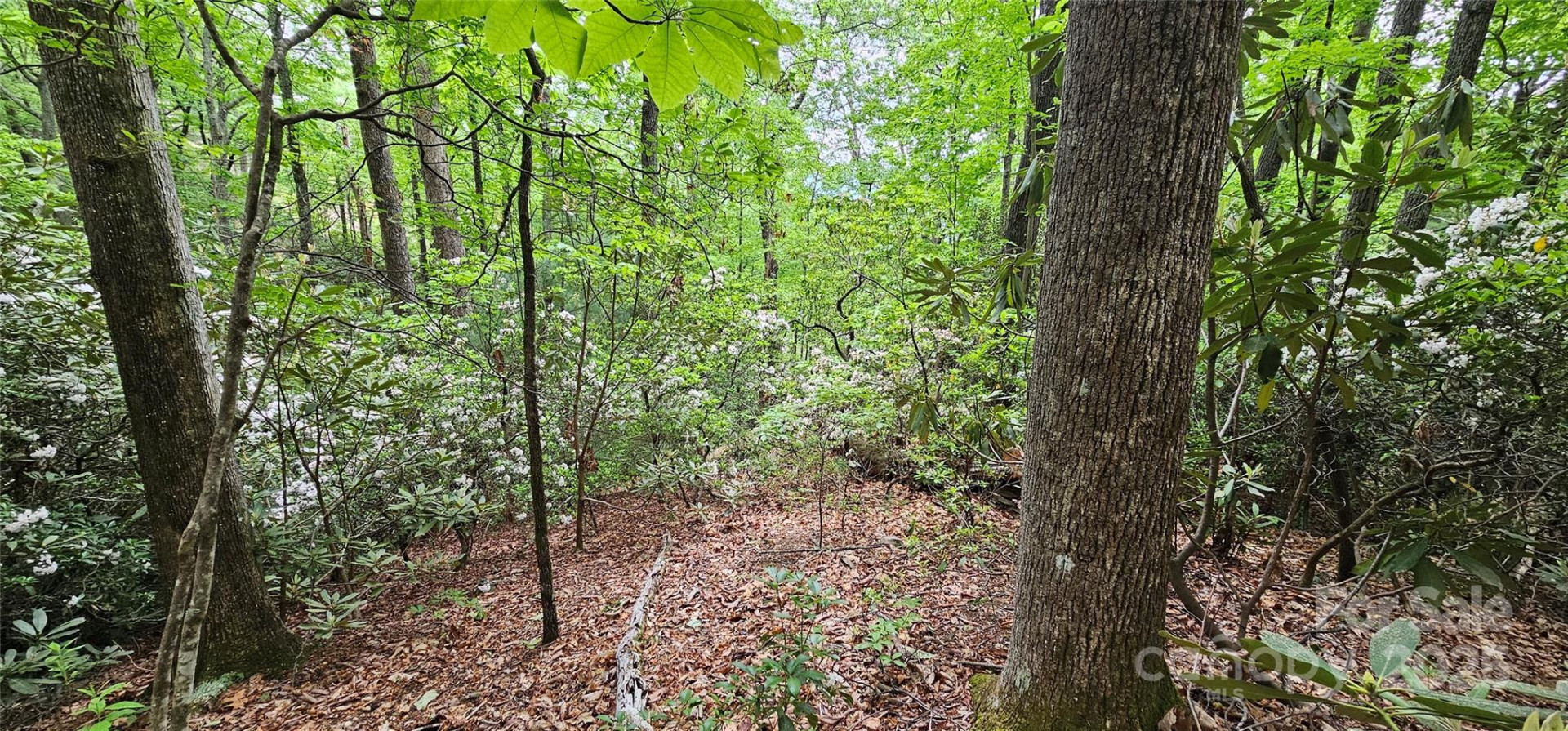 TBD Ridge Cove Drive #54 & 55 - Photo 15