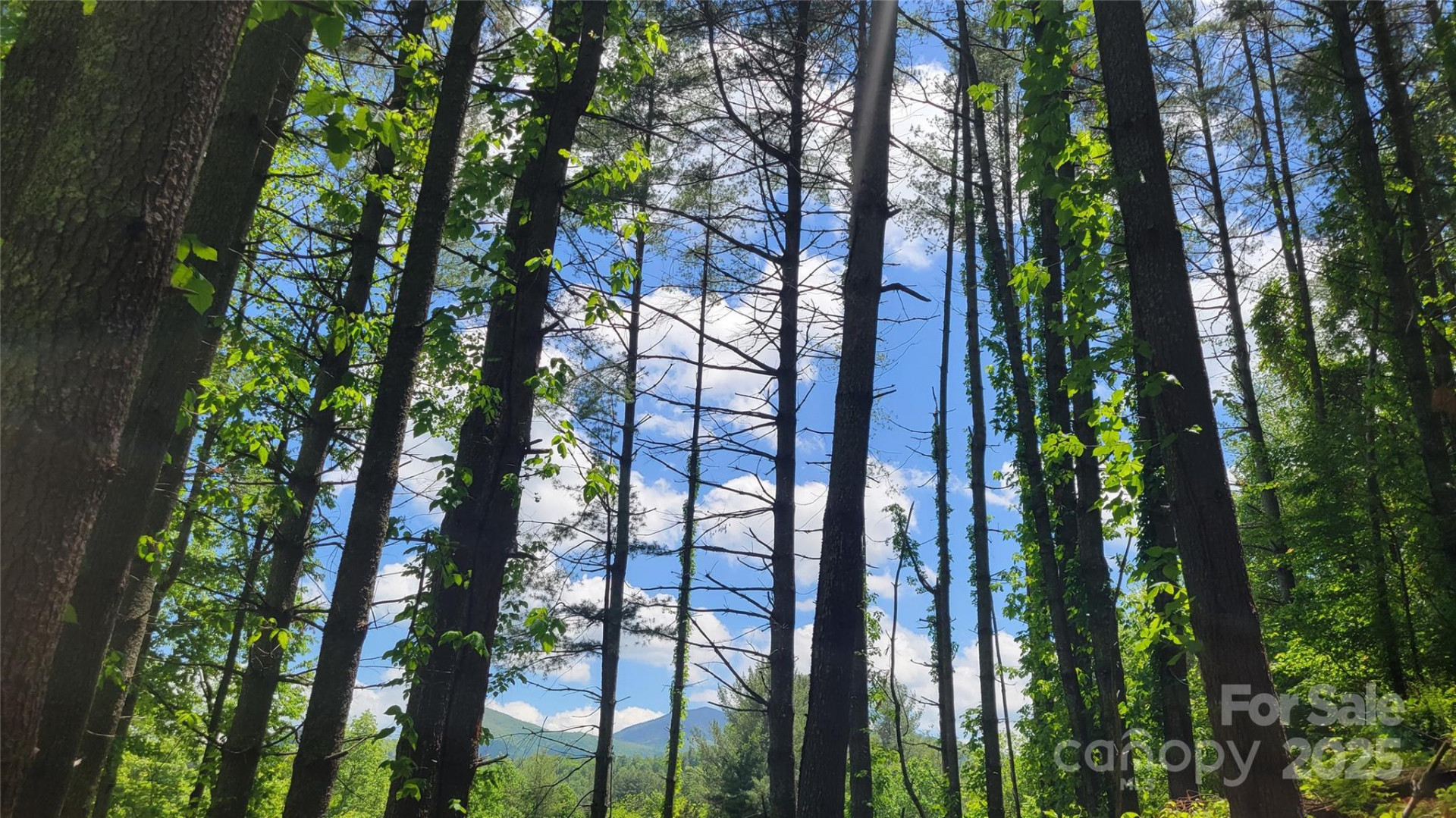 51 Barebridge Fields Road #51 - Photo 4