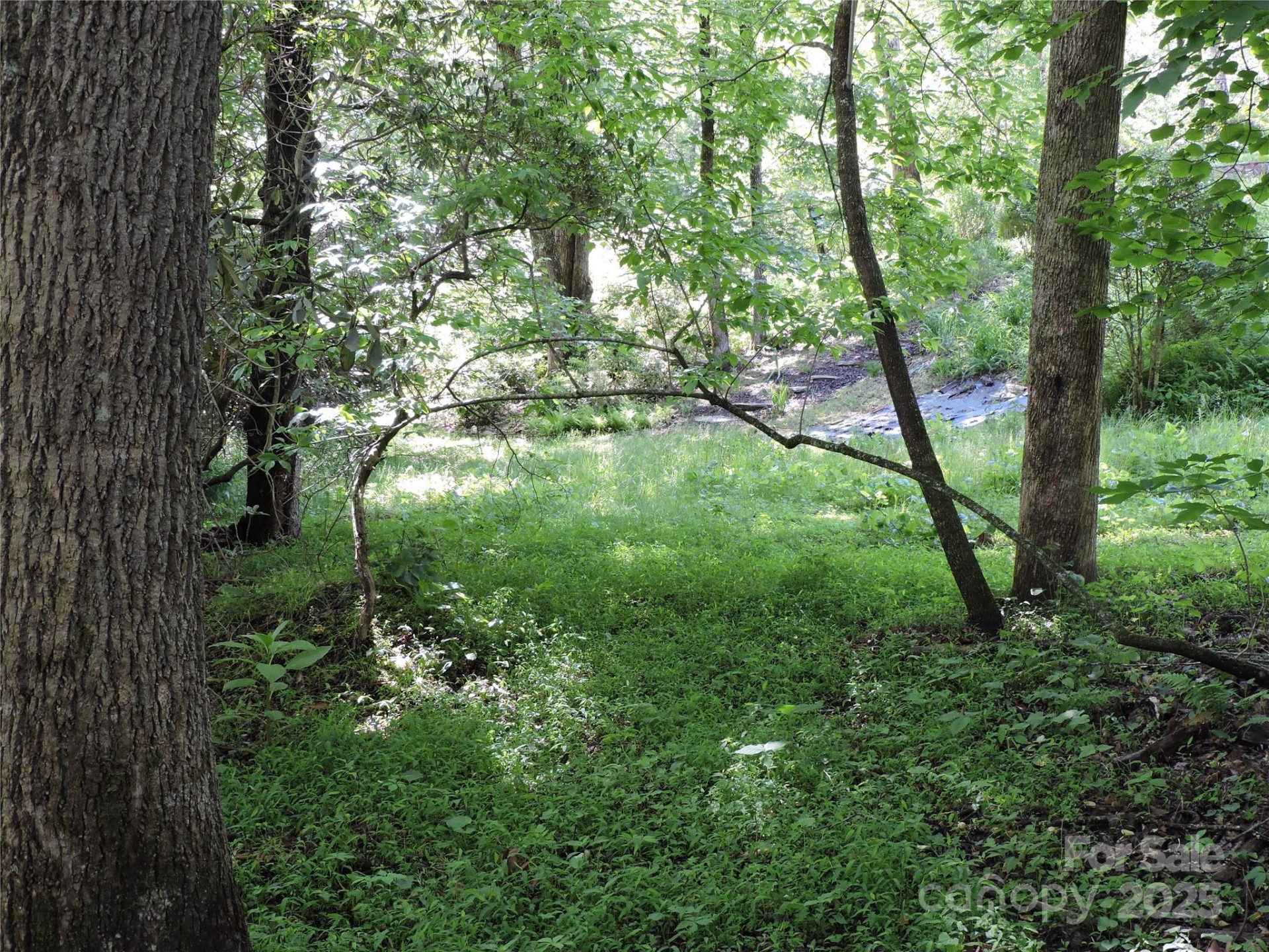 0 Swiss Pine Lake Drive - Photo 24