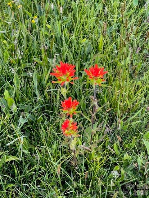 143 Daniel Boone Trail - Photo 25