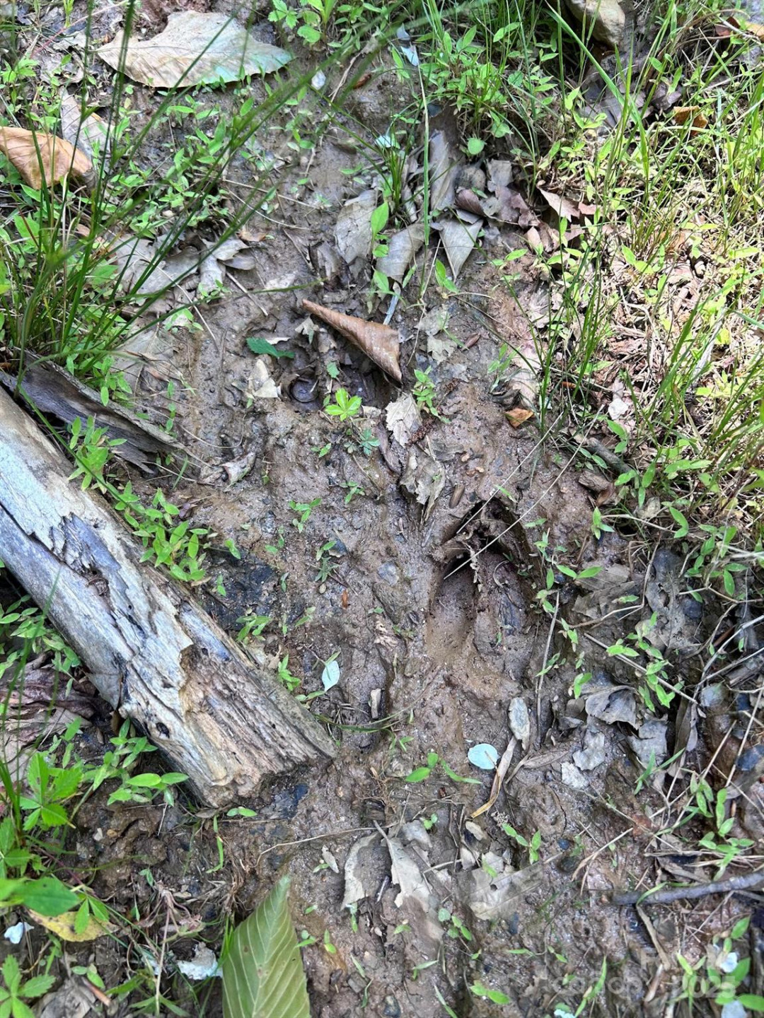 611 Johnson Hollow Road - Photo 31