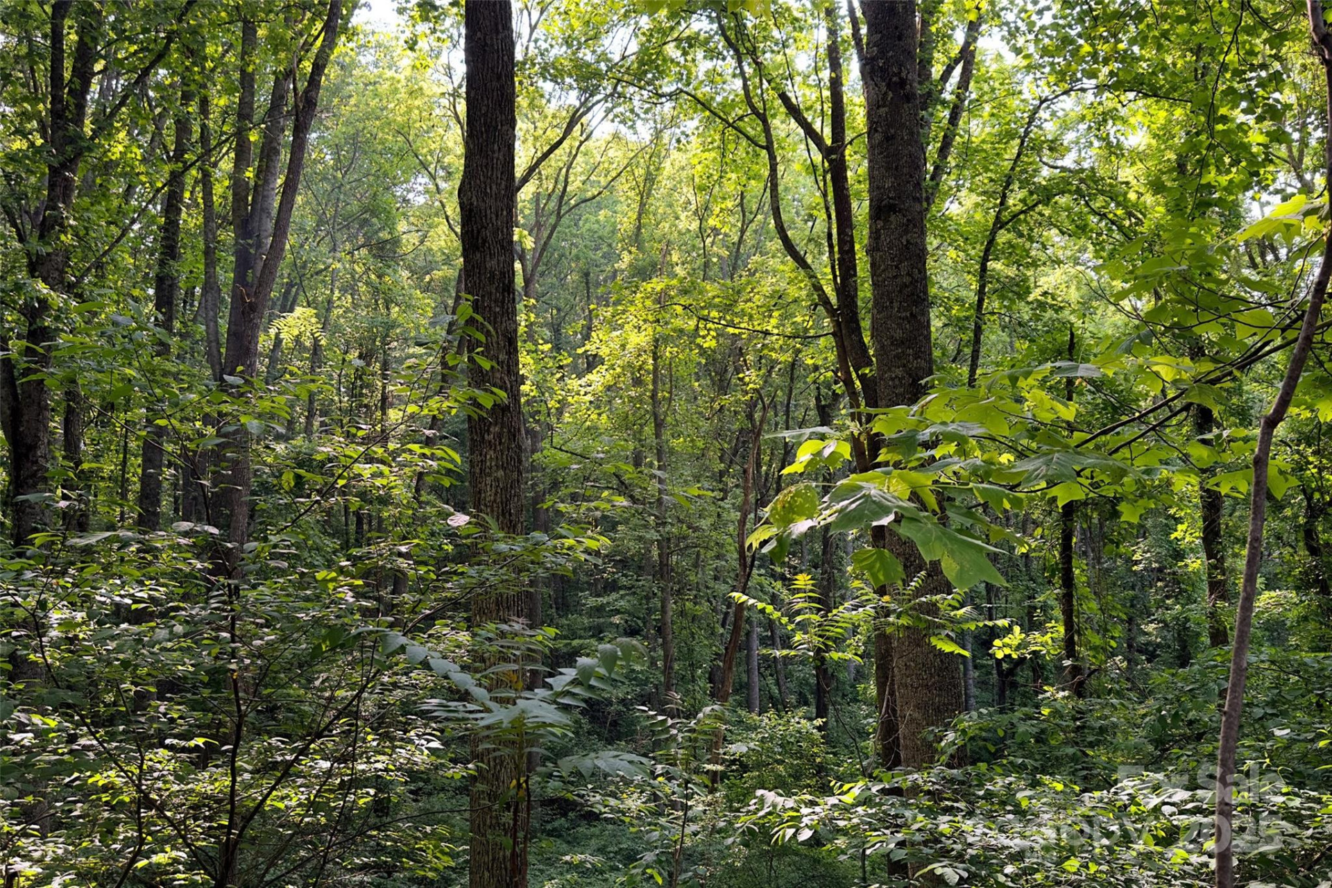 V/L Smith Knolls Road - Photo 11