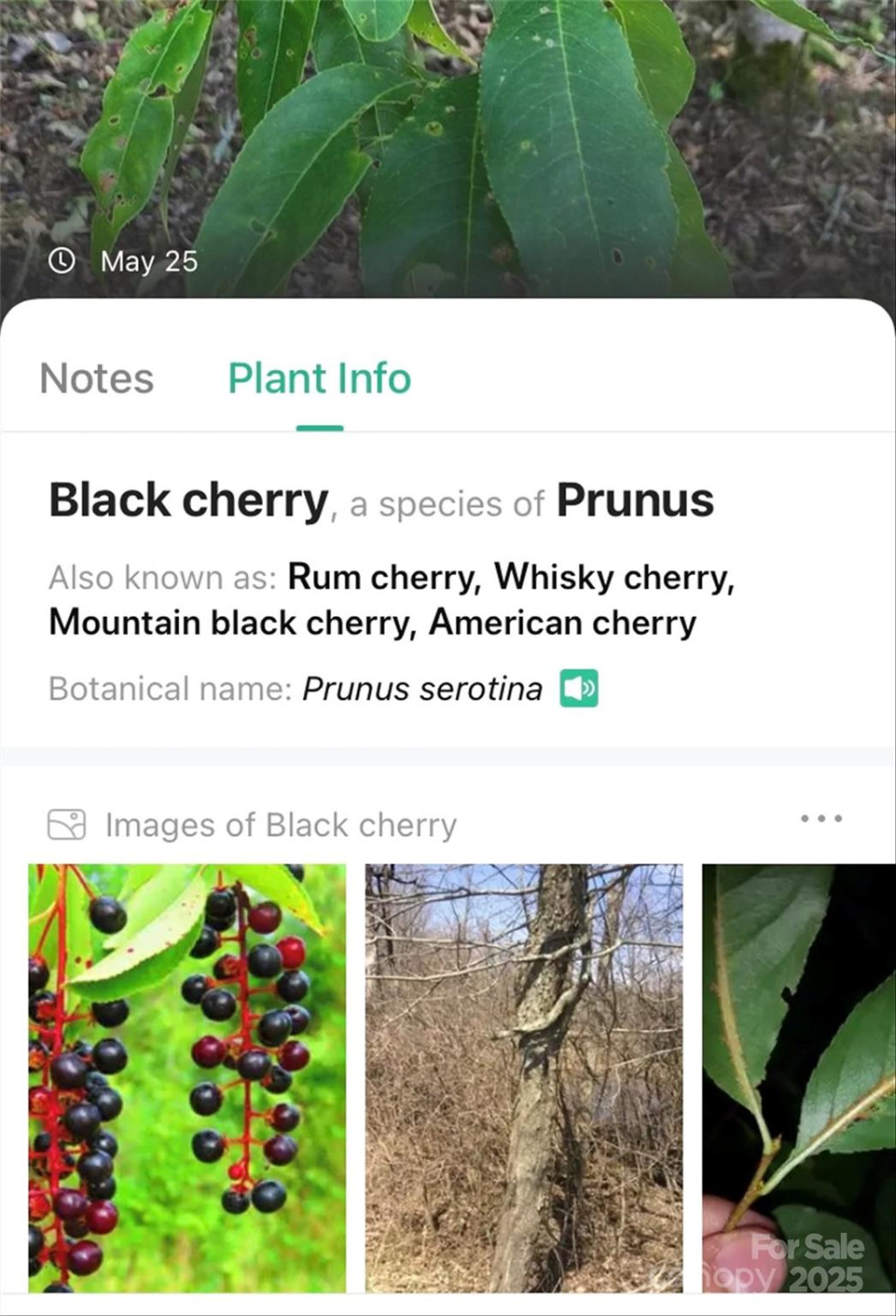 V/L Smith Knolls Road - Photo 24