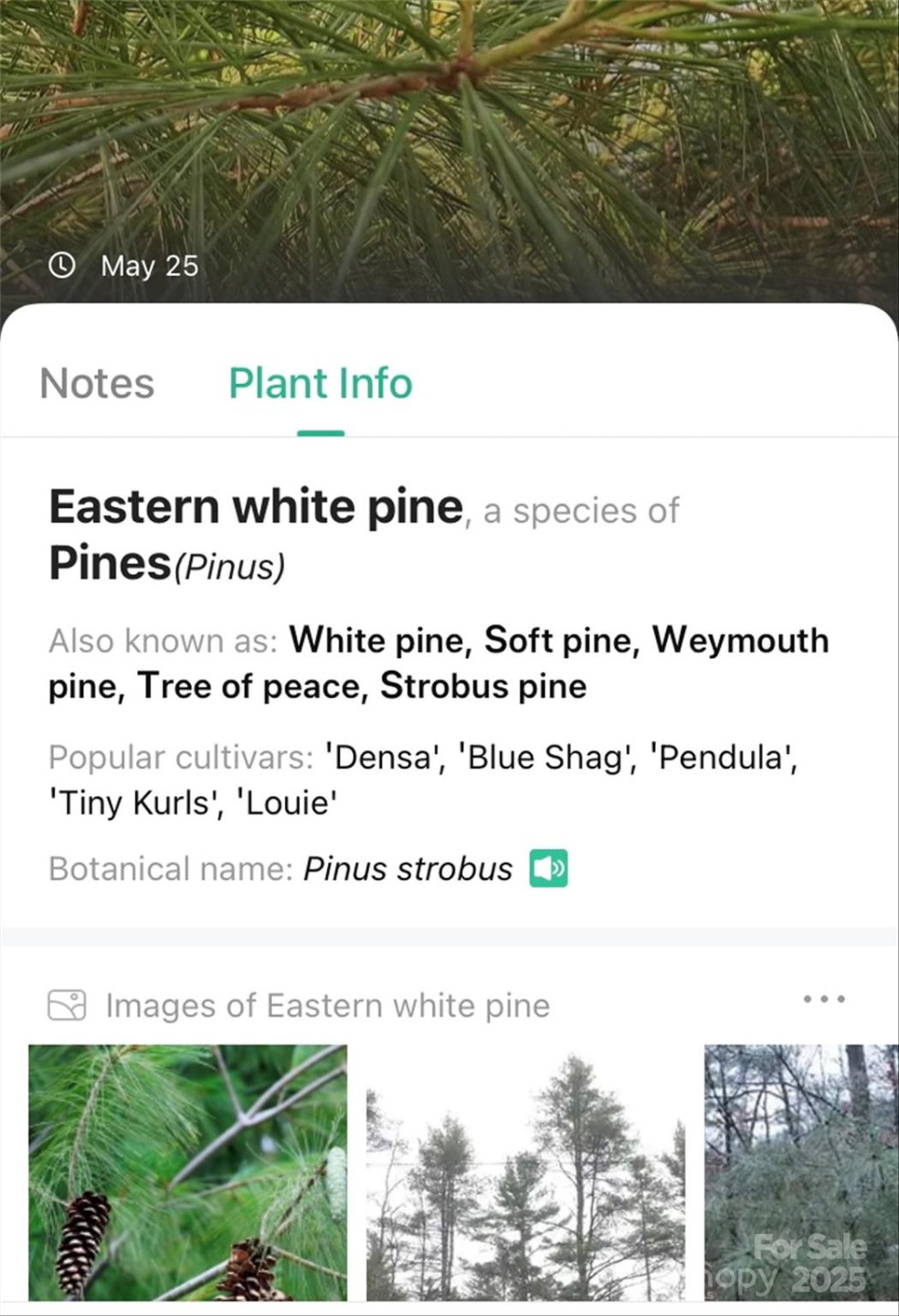 V/L Smith Knolls Road - Photo 29