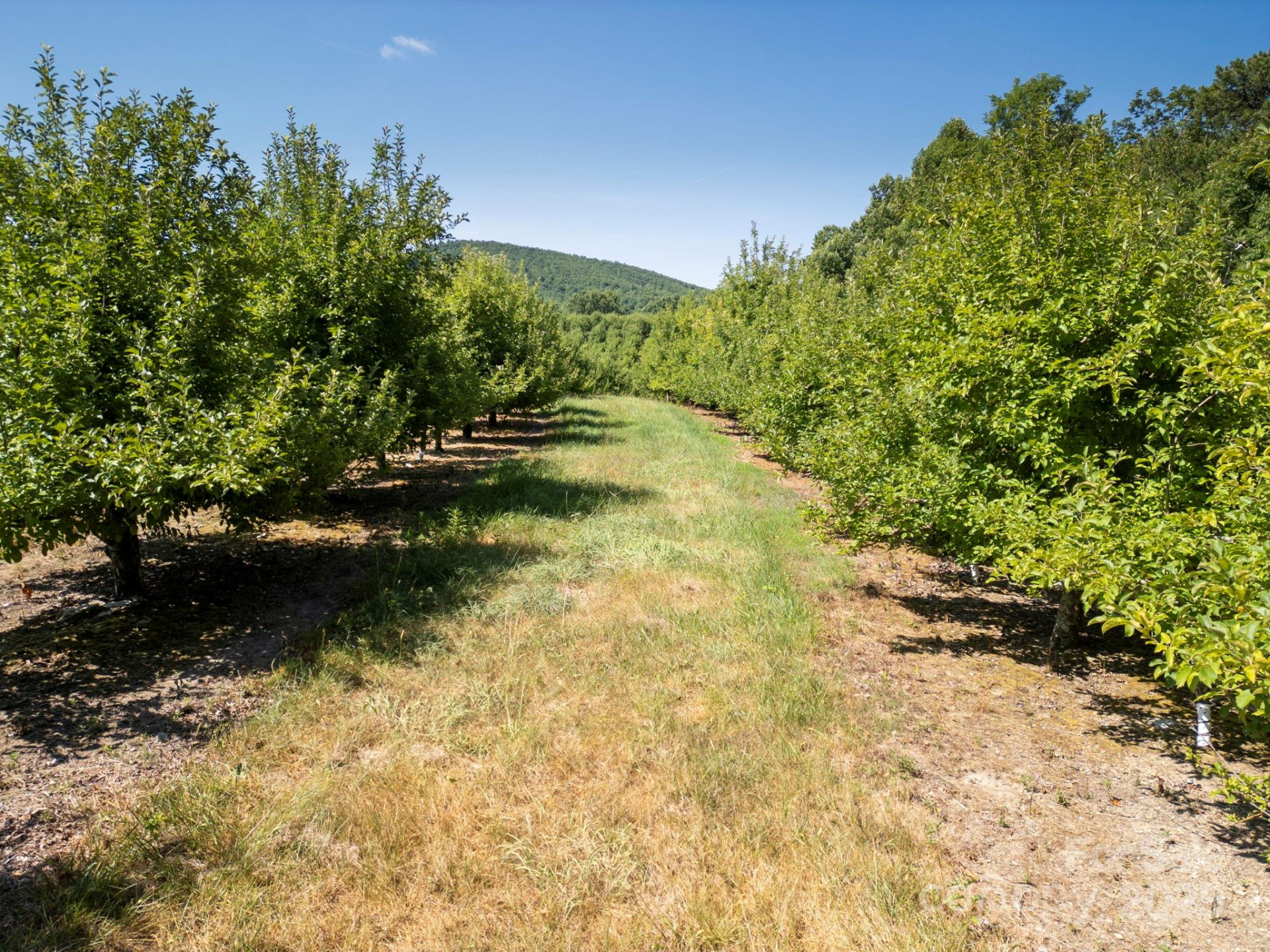 SR1713 Summer Road - Photo 5