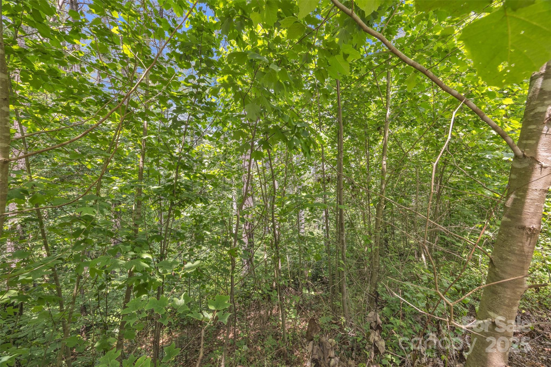 486 Settings Boulevard #252 - Photo 2