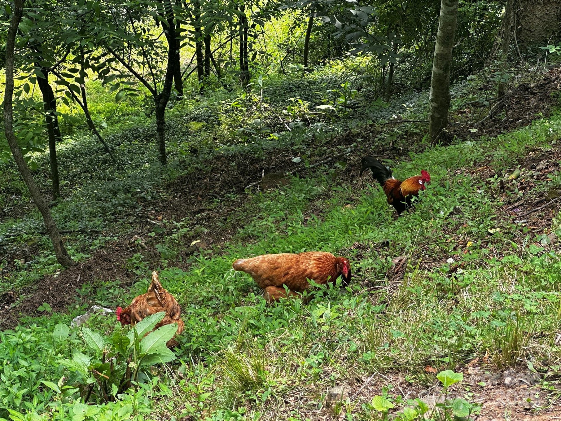 193 Green Cove Road - Photo 3