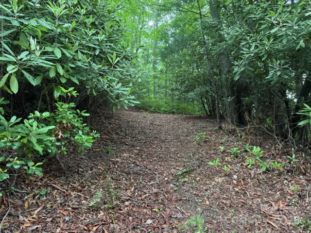 TBD Blueberry Trail