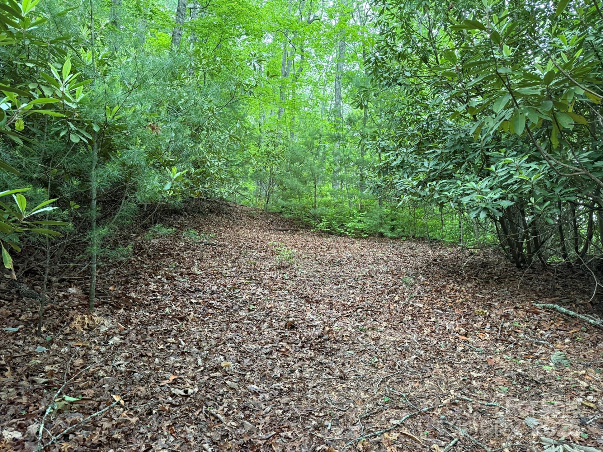 TBD Blueberry Trail #14 - Photo 3