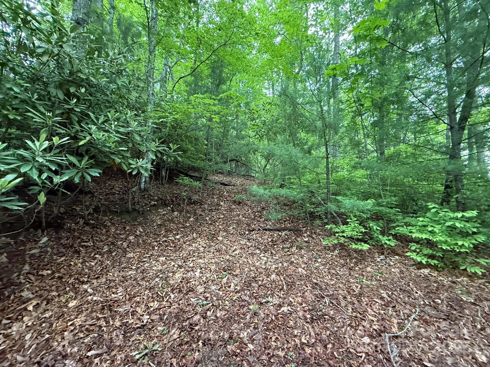 TBD Blueberry Trail #14 - Photo 5
