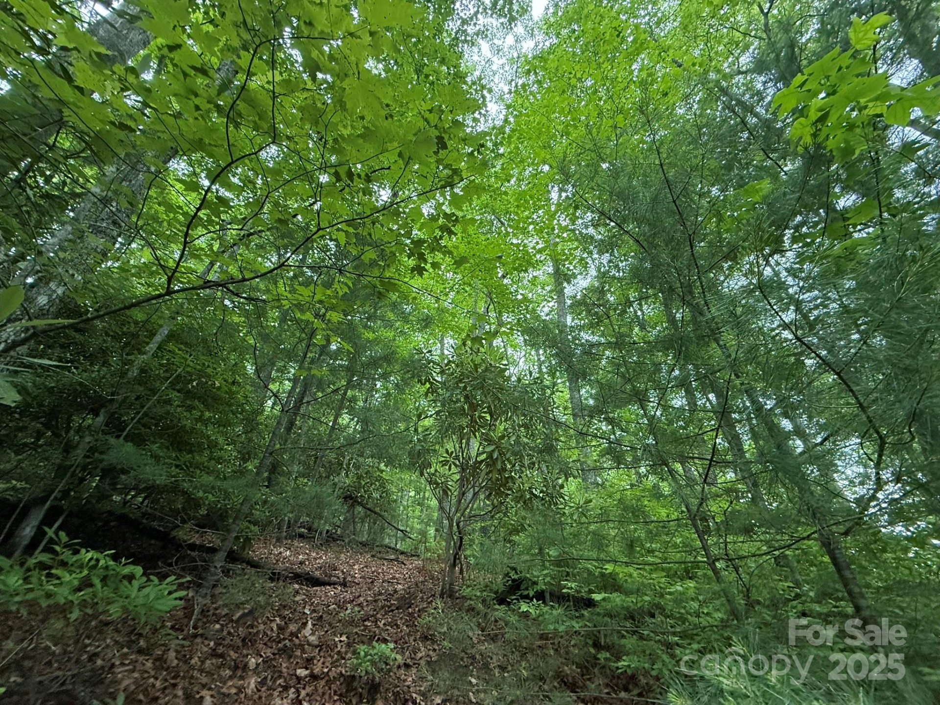 TBD Blueberry Trail #14 - Photo 6